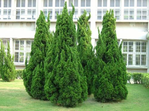 龙柏盆景造型及修剪,龙柏盆景养殖方法和技巧