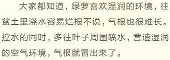 绿萝实用小技巧,绿萝经常放通风口能长得快吗
