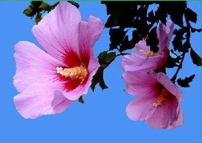 各个国家的国花是哪些,各国家的国花是什么样子