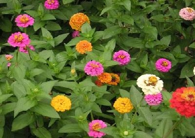 各国花图片,各国花大全