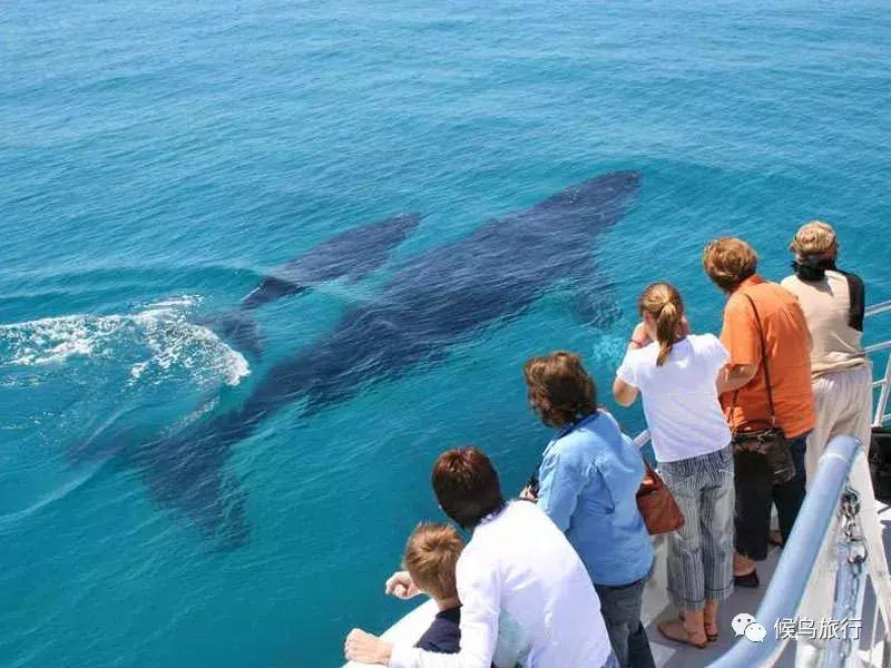 出海看到蓝鲸的感受是什么,当你下海看见一只虎鲸感觉是什么