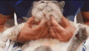 智能撸猫就差天猫精灵这几款配件