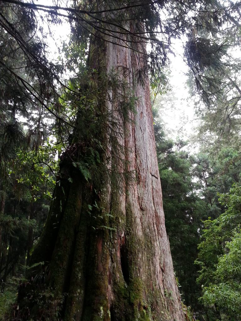 中国十大千年古树，你知道是什么吗？