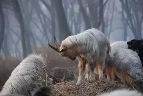 没有最狠，只有更狠！1天14家！网贷“爆雷”案情大曝光