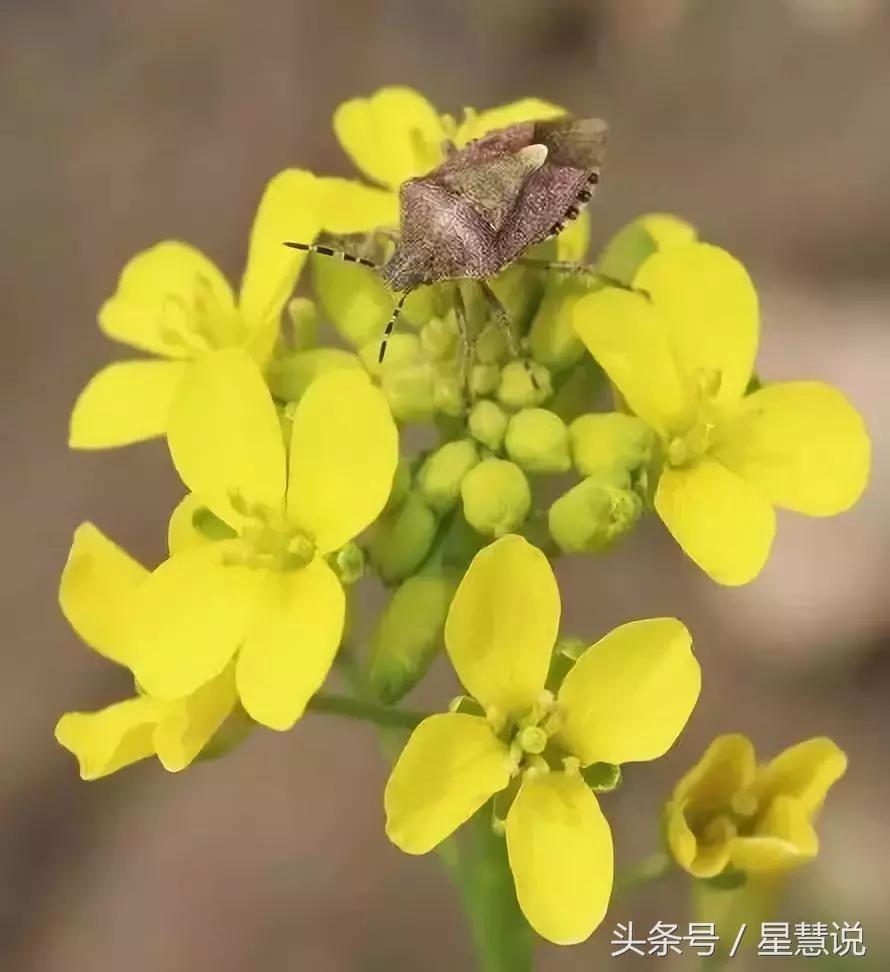 臭大姐为什么那么臭,臭大姐