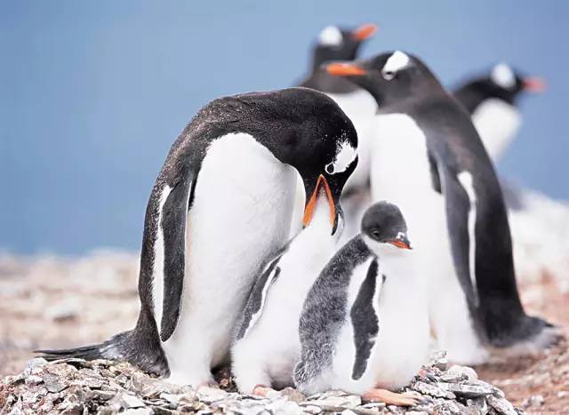 飞猪2000人南极旅游,去南极的旅行