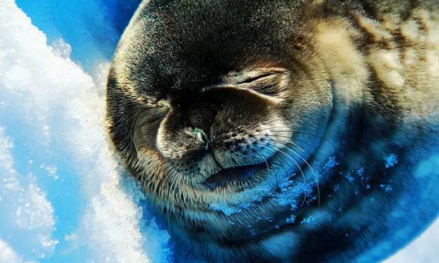 飞猪2000人南极旅游,去南极的旅行