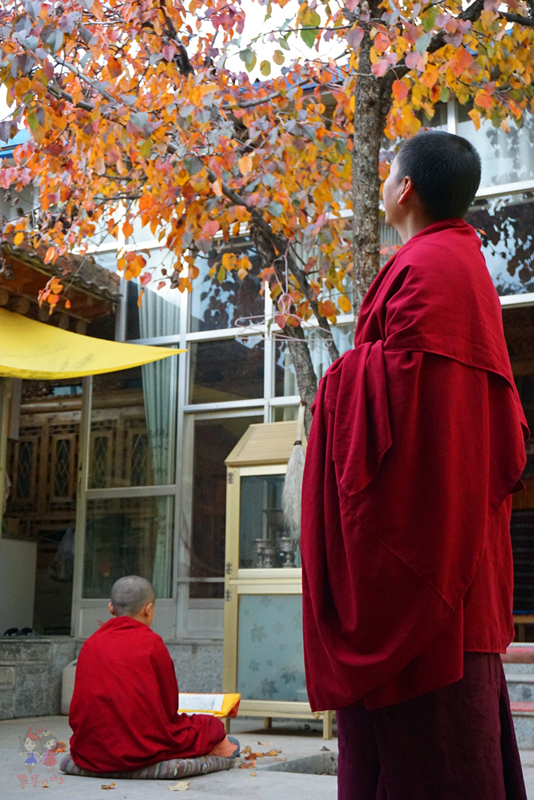 为什么藏人都说喇嘛最聪明?探秘青藏高原寺中的灵魂密码师