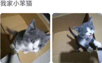 给猫咪打出脑震荡,男朋友把猫打死了