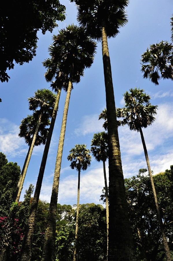 人文摄影斯里兰卡,锡兰风景