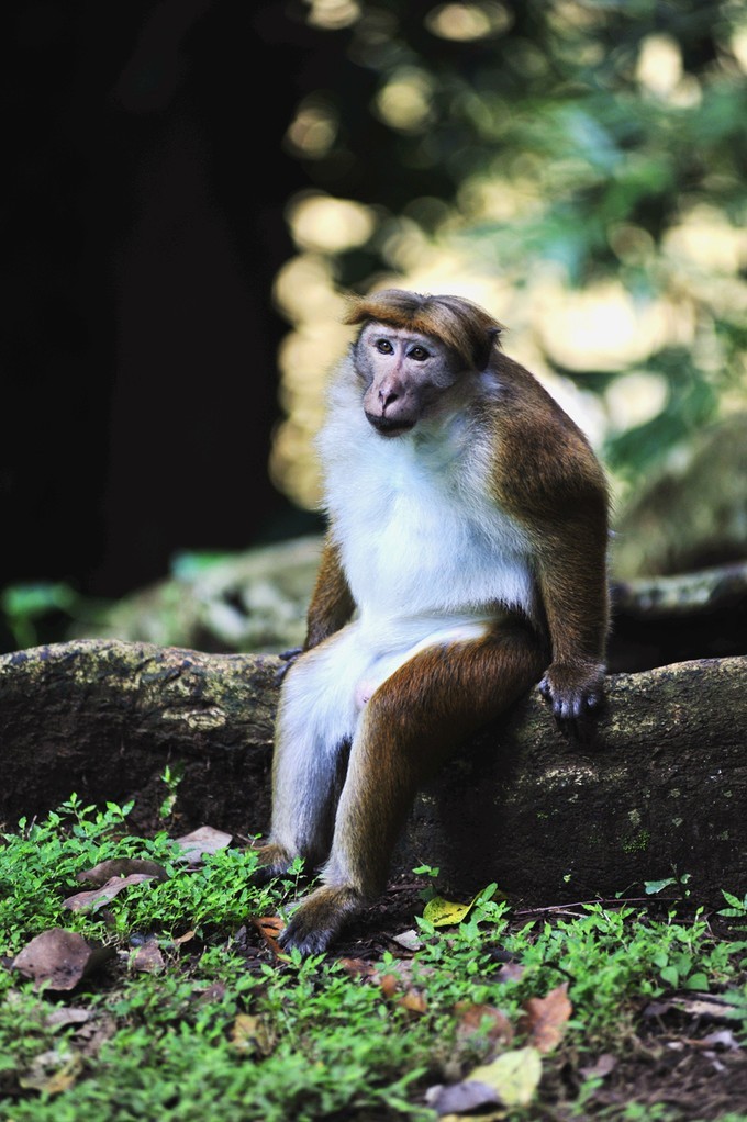 人文摄影斯里兰卡,锡兰风景