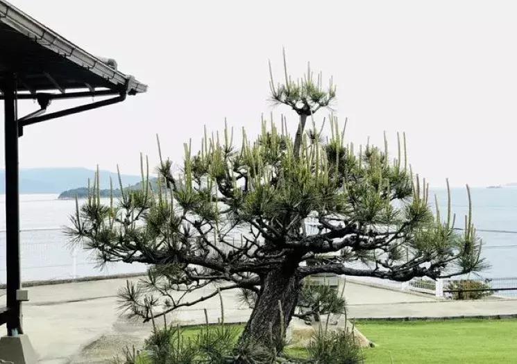 日本最小的岛屿是哪个岛,日本最小的一个岛屿