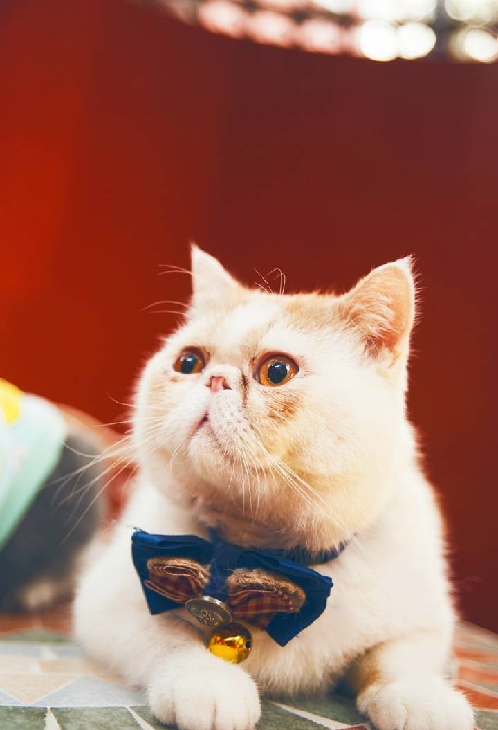 慵懒喵喵吸猫场所,吸猫者必去的十个地方