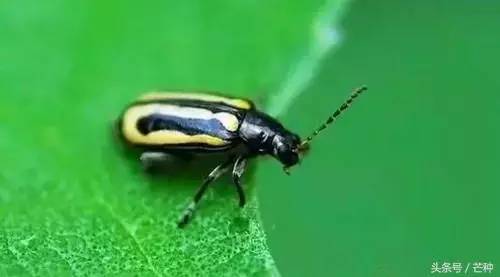 枇杷果实虫害防治及图谱,果树主要虫害识别与防治彩色图谱