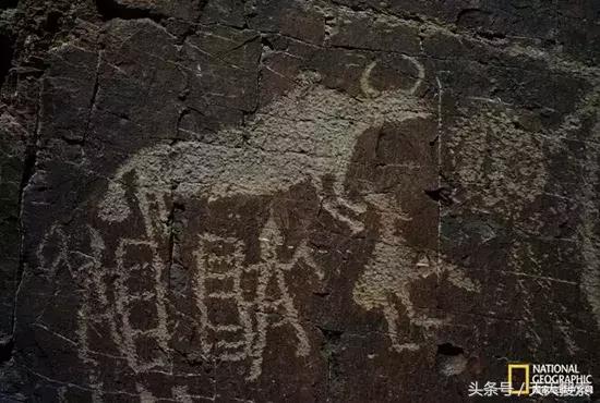 藏香猪卡C位的另类奋斗史