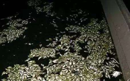 放生1瓶矿泉水，解救八万四千虫？矿泉水厂：你家水里才有虫！