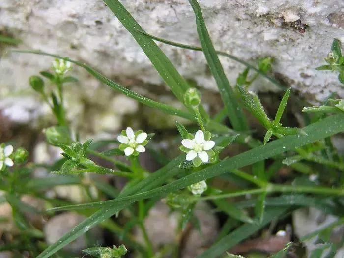 野菜功效,野菜功效介绍