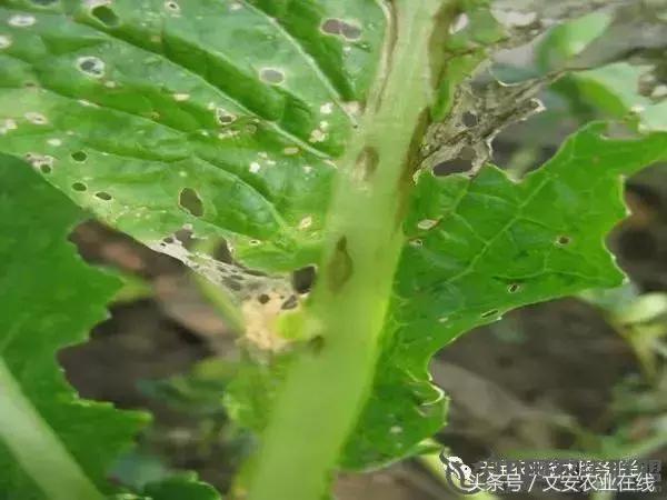大白菜常见病害图谱,大白菜病害图解大全