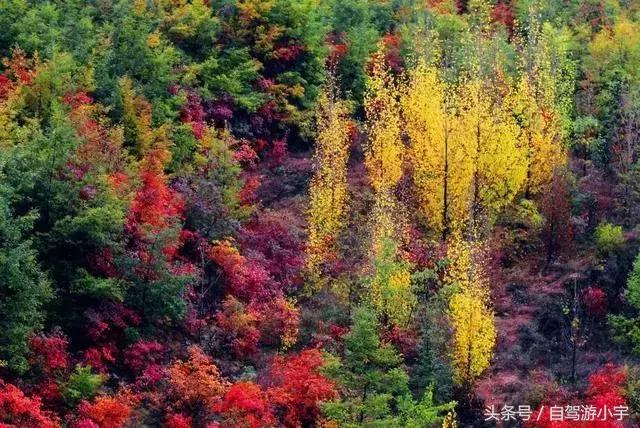 河南省赏红叶一日游,河南省秋天红叶最佳去处