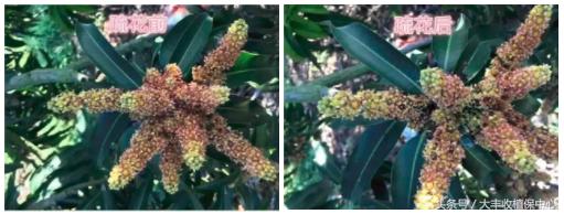 芒果果期主要病害,芒果结果太多如何疏果