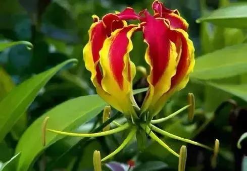 世界各国国花国鸟国树,世界各国的国花完整版