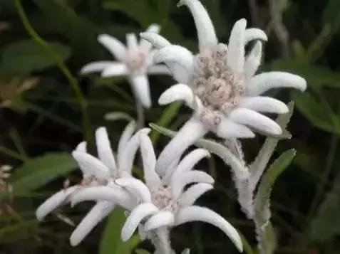 世界各国国花国鸟国树,世界各国的国花完整版