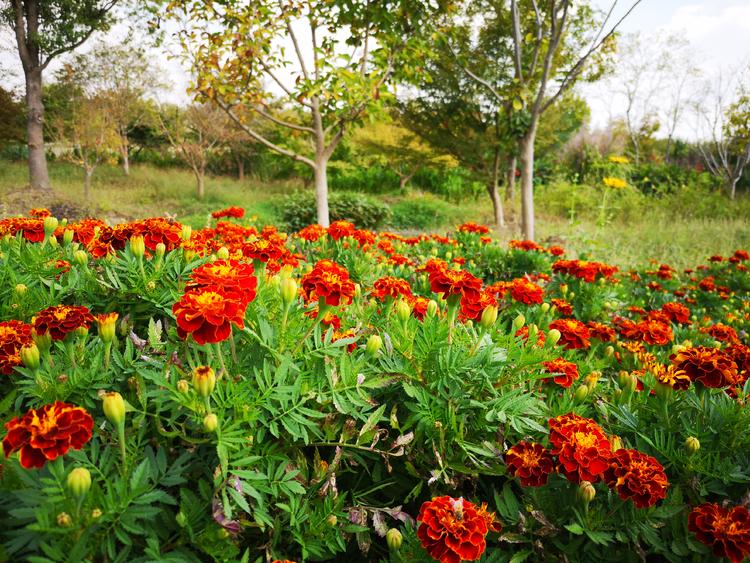 看看粉黛乱子草有多惊艳,粉黛乱子草被踩秃