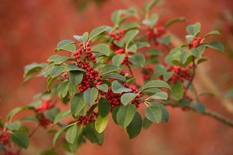 看看粉黛乱子草有多惊艳,粉黛乱子草被踩秃