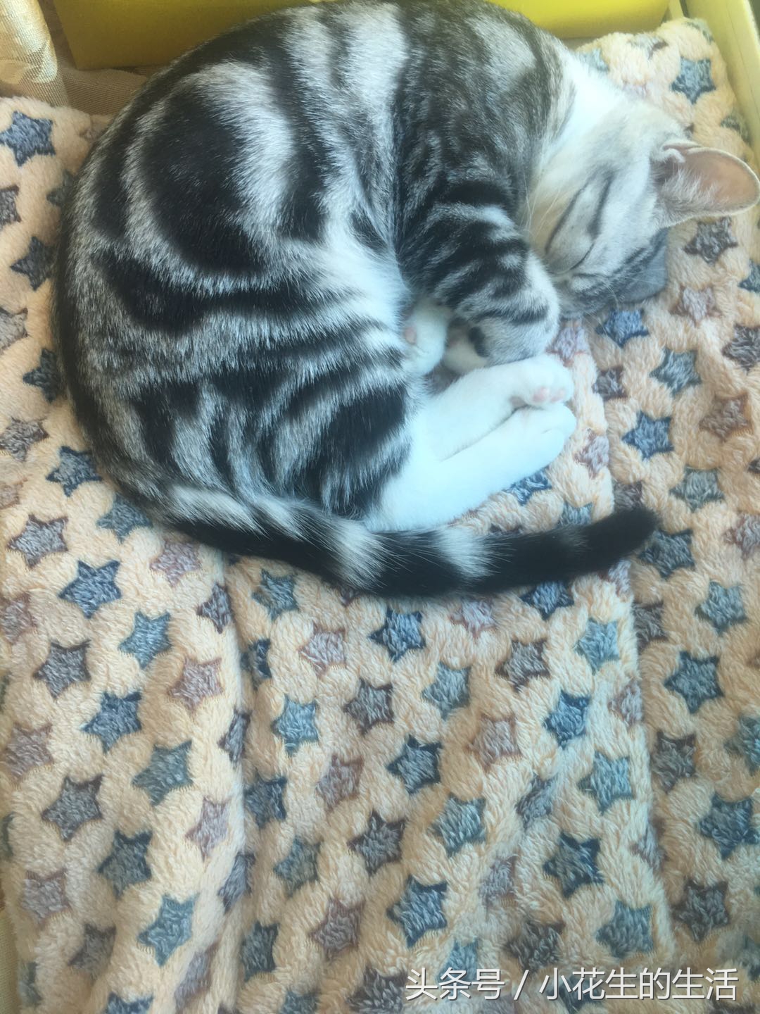 不小心踩到了猫尾巴掉了一撮毛,不小心把猫踩了给他道歉行吗