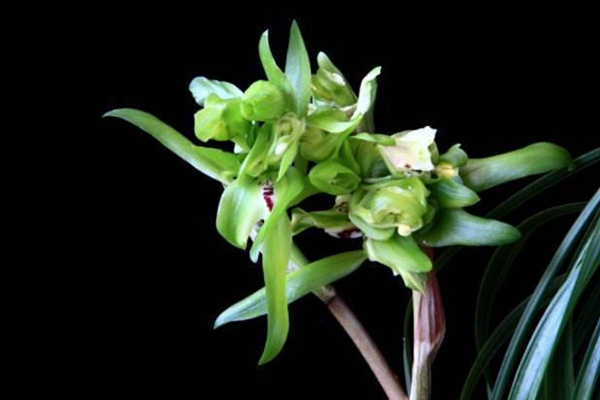 蝴蝶兰花养殖方法和注意事项大全,蝴蝶兰花换盆每天最好是什么时间