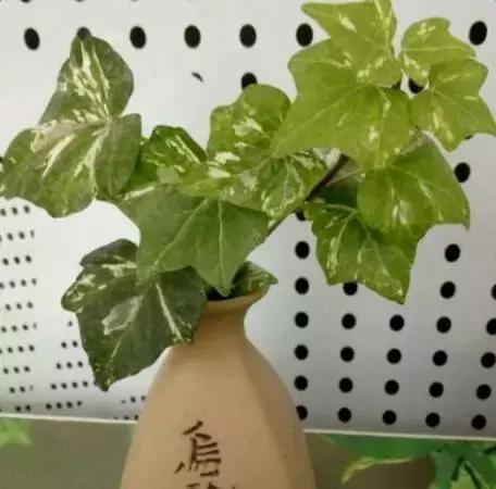 水培植物怎么养不会烂根叶黄,水培植物怎样养长得快又好养