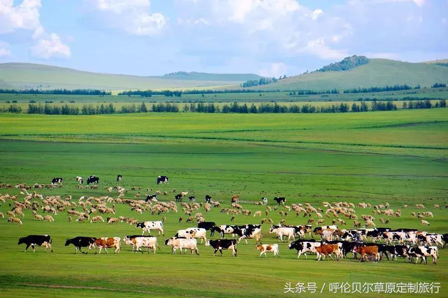 什么是呼伦贝尔大草原,什么是呼伦贝尔