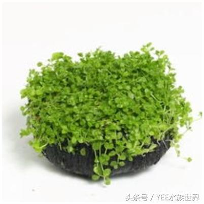 矮珍珠养护注意事项,矮珍珠草坪造景