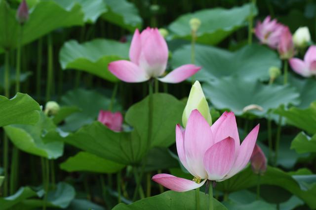 领导对下属不上心怎么办,遇到工作不努力的下属怎么办