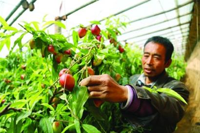 大棚栽植油桃，扣棚后如何管理，需要注意哪些内容