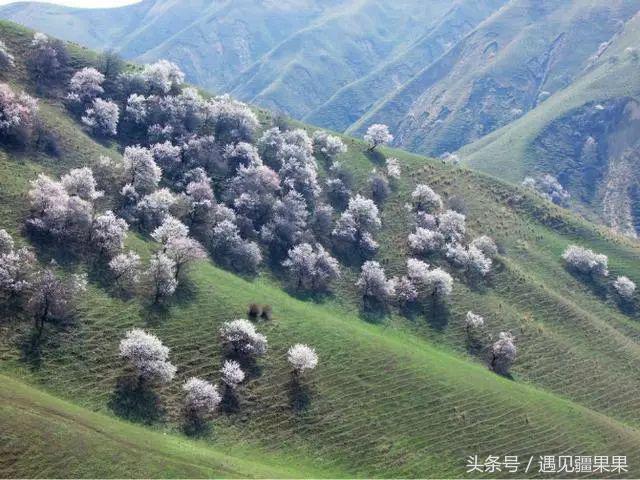 伊犁最美旅游风景区,伊犁旅游攻略探索最美风光