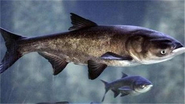 怎么解决手竿浮钓鲢鳙走水的问题,手竿钓鲢鳙技巧也就一招