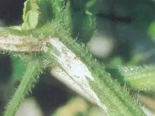 如何科学区分和防治黄瓜病害