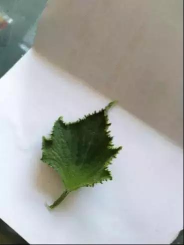 如何科学区分和防治黄瓜病害