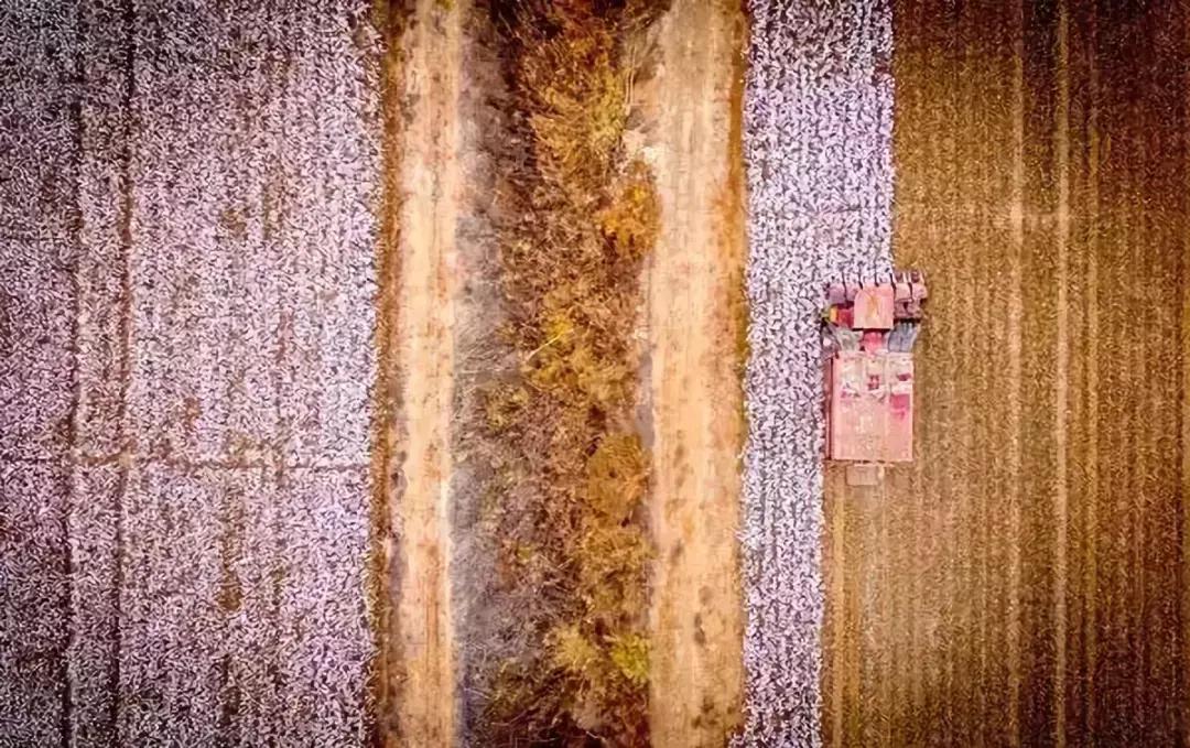 什么样的棉适合做床品舒服柔软,床品有100%纯棉的吗