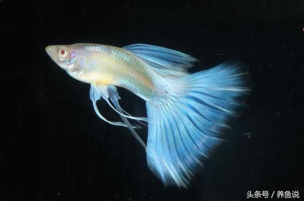 如何避免孔雀鱼生小鱼后吃小鱼,怎样避免孔雀鱼小鱼被吃