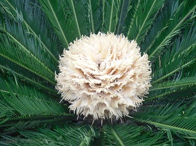 苏铁放阳台,怎样把苏铁搬到阳台