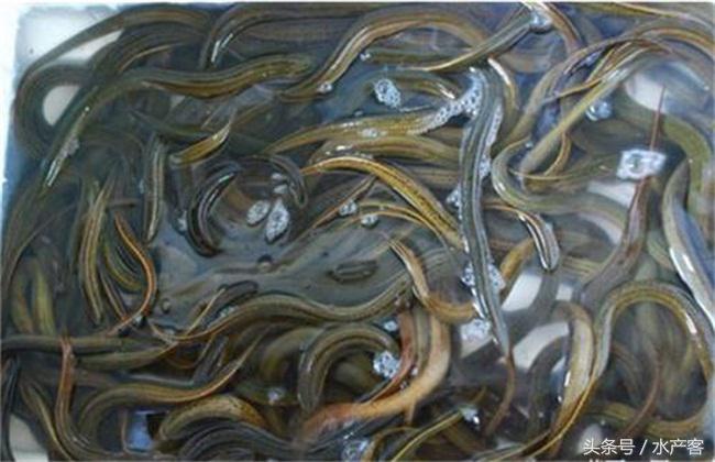 泥鳅养殖前景和利润如何,泥鳅养殖成本和利润