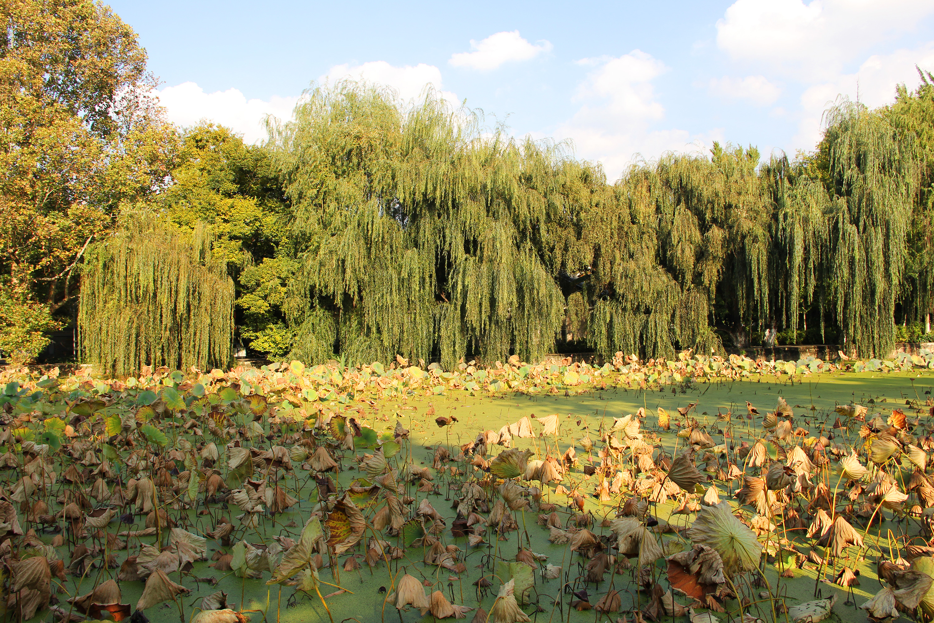 昆明翠湖公园照片,昆明翠湖公园简介资料