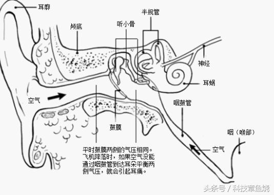 为什么坐飞机会感到困,为什么坐飞机会怕