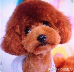 常见的几种家养狗狗,亳州正宗泰迪犬种有哪些