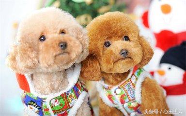 养宠物泰迪犬的正确饲养方法,家养泰迪的的生活习性