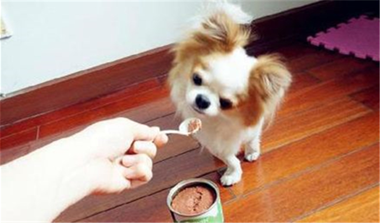 狗狗长肉罐头推荐,狗狗最好的罐头