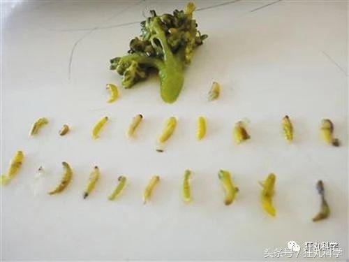 西兰花里好多小虫子,西兰花里有虫子视频