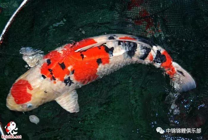 买锦鲤是集中买还是一条条买,买锦鲤买多大的合适